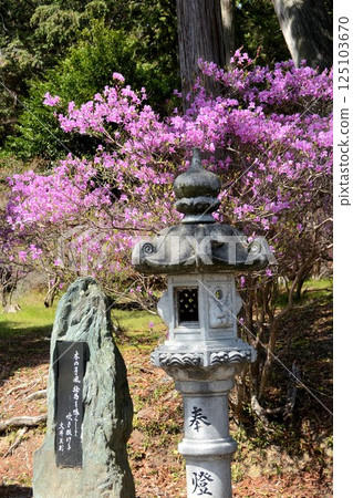 神社內盛開的杜鵑花 125103670