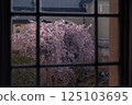 Beautiful cherry blossoms at the former Kyoto Prefectural Government Building 125103695