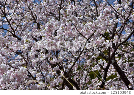 橫和櫻花盛開 125103948