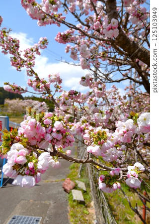 伊勢橫和櫻花盛開 125103949