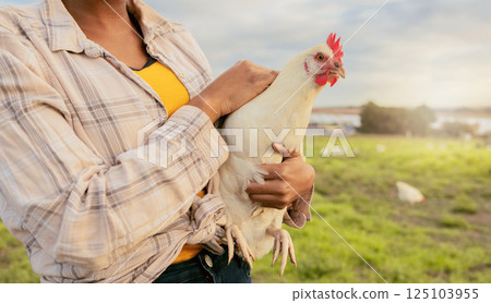 Woman, chicken farmer and countryside farm of sustainable food, organic livestock farming and healthy poultry sustainability. Egg harvesting, free range animals and modern eco friendly agriculture Woman, chicken farmer and countryside farm of sustainable food, organic livestock farming and healthy poultry sustainability. Egg harvesting, free range animals and modern eco friendly agriculture 125103955
