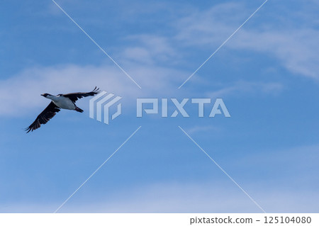 Close-up of a flying Antarctic Shag Close-up of a flying Antarctic Shag 125104080