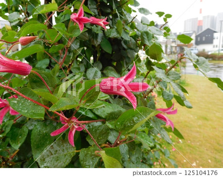 Red clematis 125104176