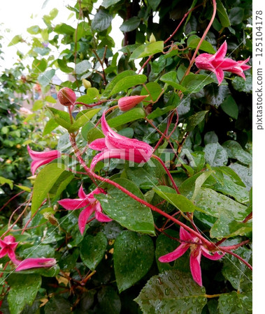 Red clematis 125104178
