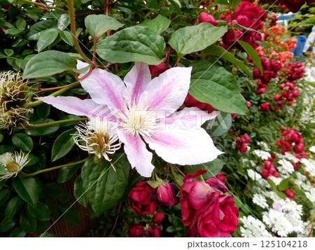 Clematis and Roses, Yamashita Park, Future Rose Garden 125104218