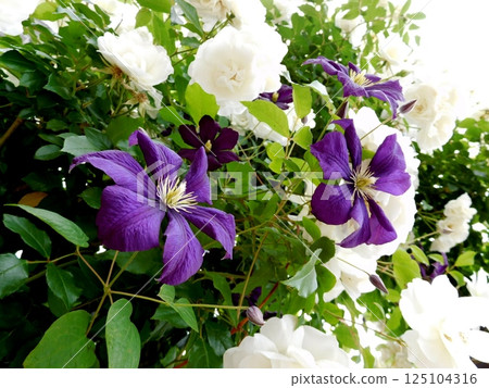 Clematis and Roses, Yamashita Park, Future Rose Garden 125104316