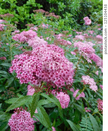 山下公園繡線菊 山下公園繡線菊 125104438