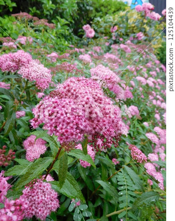 山下公園繡線菊 山下公園繡線菊 125104439