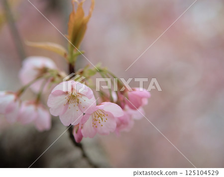 氣溫較低的四月,大寒櫻花盛開 氣溫較低的四月,大寒櫻花盛開 125104529