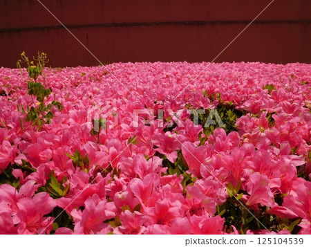 開花的杜娟花花 125104539