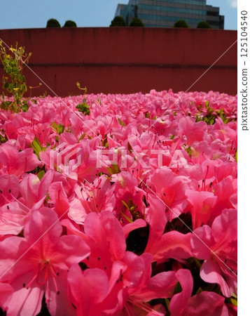 A flowering azaleas flower A flowering azaleas flower 125104540