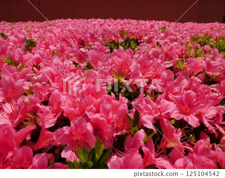 開花的杜娟花花 開花的杜娟花花 125104542