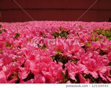 開花的杜娟花花 開花的杜娟花花 125104543