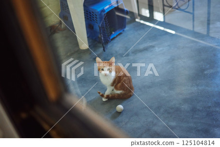 Cat, adoption and homeless charity pet at volunteering shelter for abandoned, rescue and foster animals. Curious, healthy and cute ginger kitten staring at window in professional animal sanctuary. 125104814