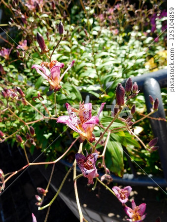 粉紅色的 hototogisu 花 125104859