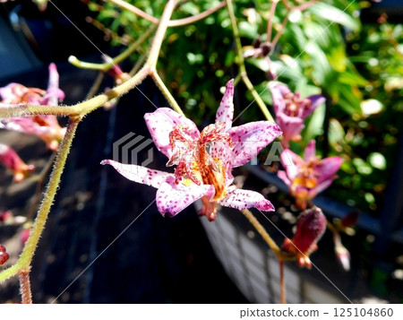pink hototogisu flowers pink hototogisu flowers 125104860