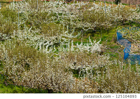 White pear flowers 125104893