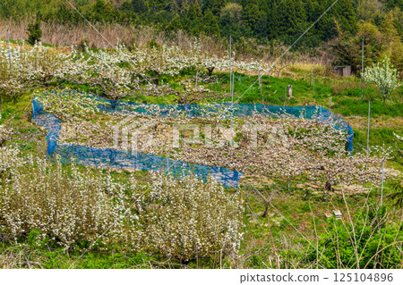 White pear flowers 125104896