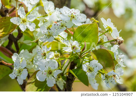 White pear blossom close-up White pear blossom close-up 125104907