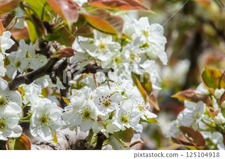 White pear blossom close-up 125104918