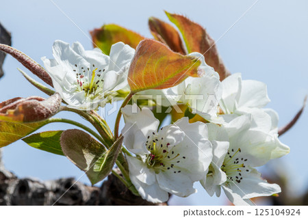 White pear blossom close-up 125104924
