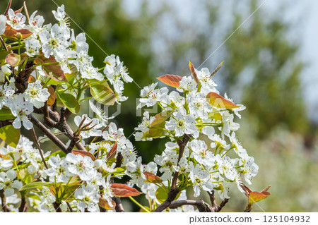 White pear blossom close-up 125104932