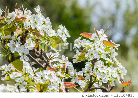 White pear blossom close-up White pear blossom close-up 125104935