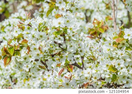 White pear flowers White pear flowers 125104954