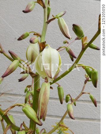 絲蘭Kimigayoran花 125105050