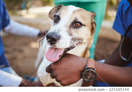 Pets, vet and doctors hands with a dog at a community charity center for homeless dogs and sick animals. Veterinary, volunteer and social workers working on helping puppies with medical healthcare 125105154
