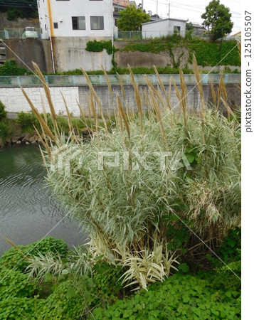 Reeds, Tsurugamine, Katabira River 125105507