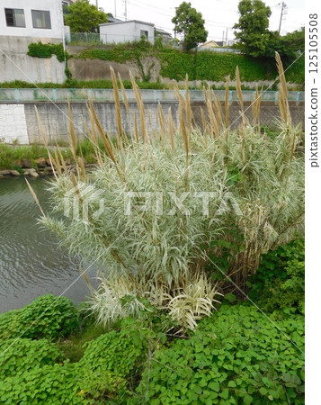 Reeds, Tsurugamine, Katabira River 125105508