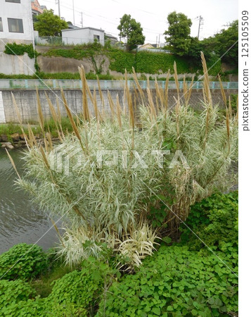 Reeds, Tsurugamine, Katabira River 125105509