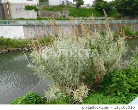 Reeds, Tsurugamine, Katabira River 125105510