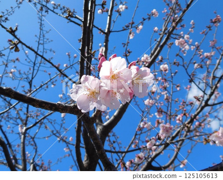 河津櫻花 125105613