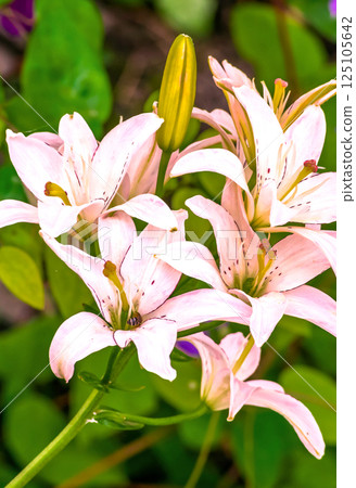 close-up of a lily flower on a sunny summer day close-up of a lily flower on a sunny summer day 125105642