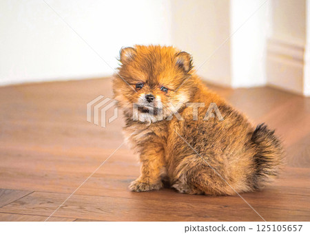 Pomeranian puppy sitting on a wooden floor Pomeranian puppy sitting on a wooden floor 125105657