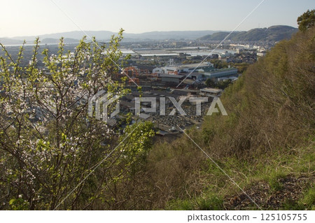 Mizushima Kamejimayama - Spring with Yoshino cherry blossoms in full bloom Mizushima Kamejimayama - Spring with Yoshino cherry blossoms in full bloom 125105755