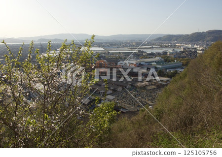 Mizushima Kamejimayama - Spring with Yoshino cherry blossoms in full bloom 125105756