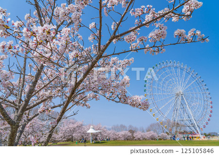 Expo 2005 Commemorative Park, Ferris wheel and cherry blossoms in full bloom (Nagakute, Aichi Prefecture) Expo 2005 Commemorative Park, Ferris wheel and cherry blossoms in full bloom (Nagakute, Aichi Prefecture) 125105846