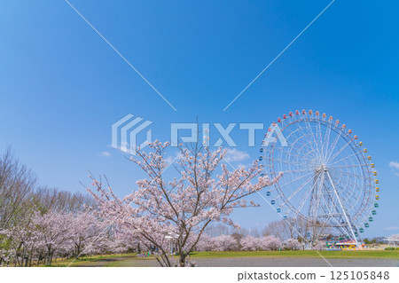 萬博紀念公園、摩天輪和盛開的櫻花（愛知縣長久手市） 125105848