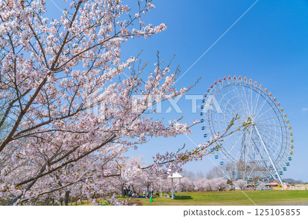 萬博紀念公園、摩天輪和盛開的櫻花（愛知縣長久手市） 125105855