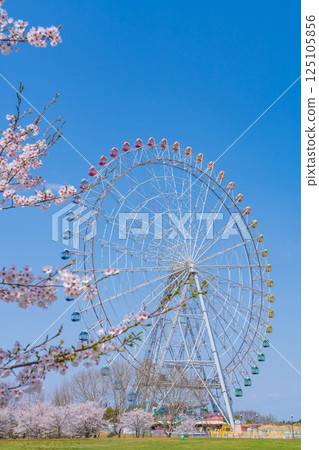 Expo 2005 Commemorative Park, Ferris wheel and cherry blossoms in full bloom (Nagakute, Aichi Prefecture) 125105856