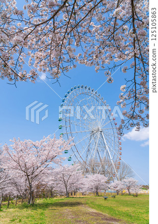 Expo 2005 Commemorative Park, Ferris wheel and cherry blossoms in full bloom (Nagakute, Aichi Prefecture) Expo 2005 Commemorative Park, Ferris wheel and cherry blossoms in full bloom (Nagakute, Aichi Prefecture) 125105863