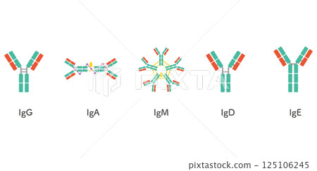 5 types of immunoglobulin set/green color 125106245
