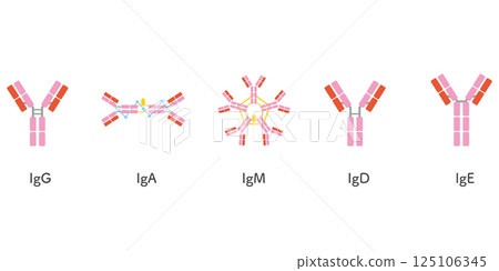 5 types of immunoglobulin set/pink color 125106345
