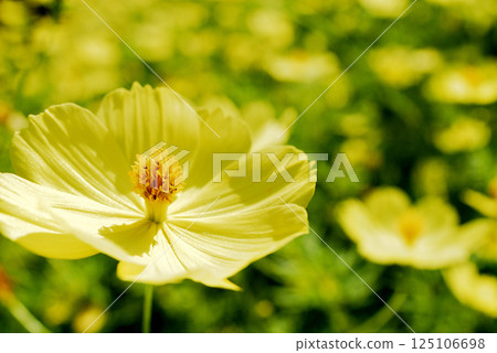 秋天的花朵秋天的櫻花樹 125106698