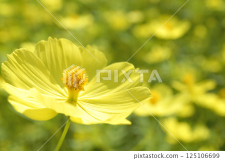 秋天的花朵秋天的櫻花樹 125106699