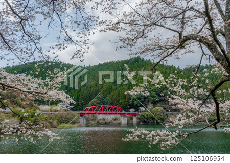 Senbonzakura (cherry blossoms) decorating the lake Senbonzakura (cherry blossoms) decorating the lake 125106954