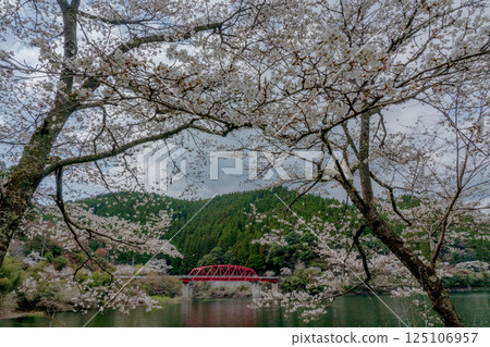 Senbonzakura (cherry blossoms) decorating the lake Senbonzakura (cherry blossoms) decorating the lake 125106957